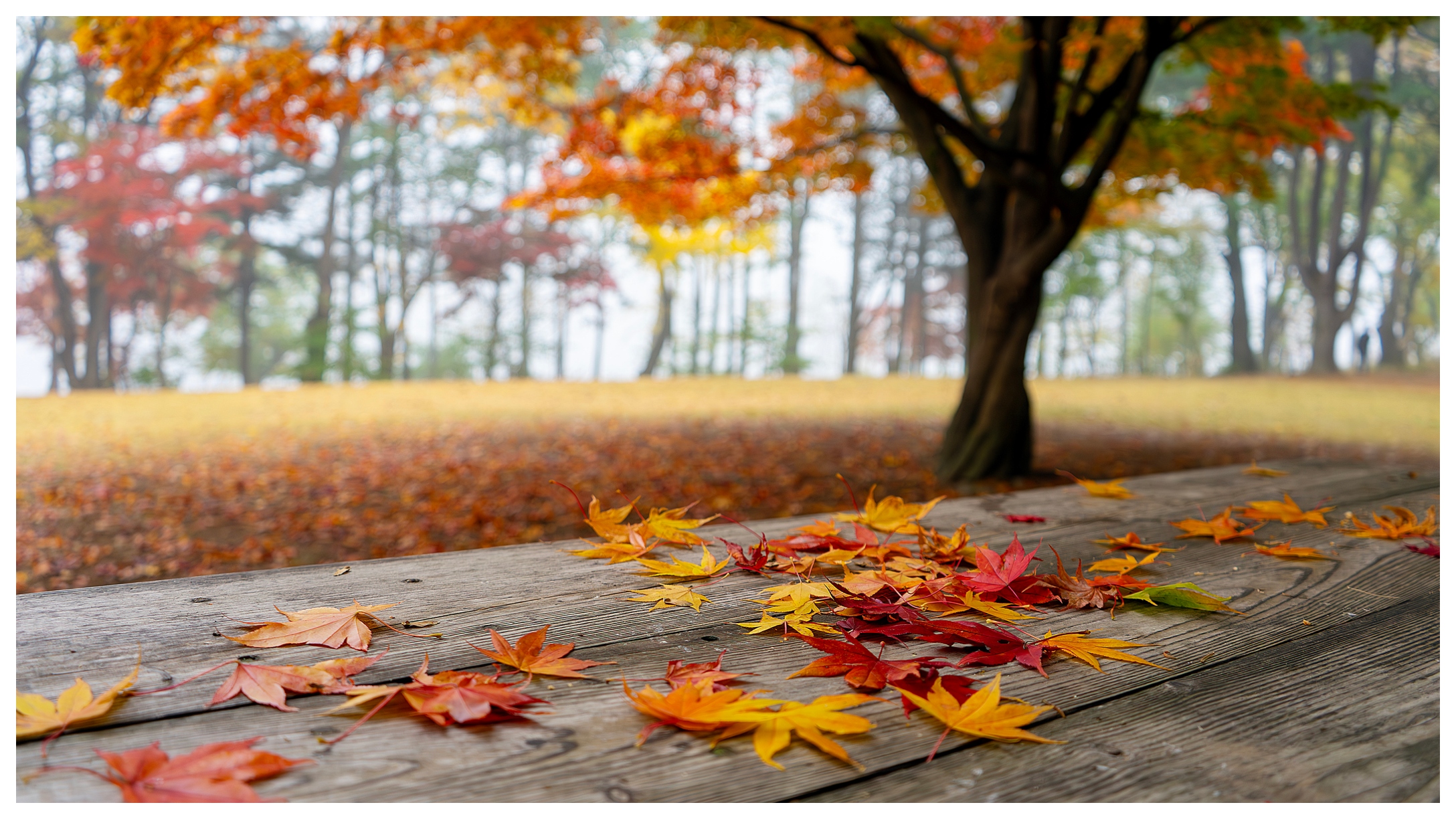 Fall leaves on table Fall leaves on table