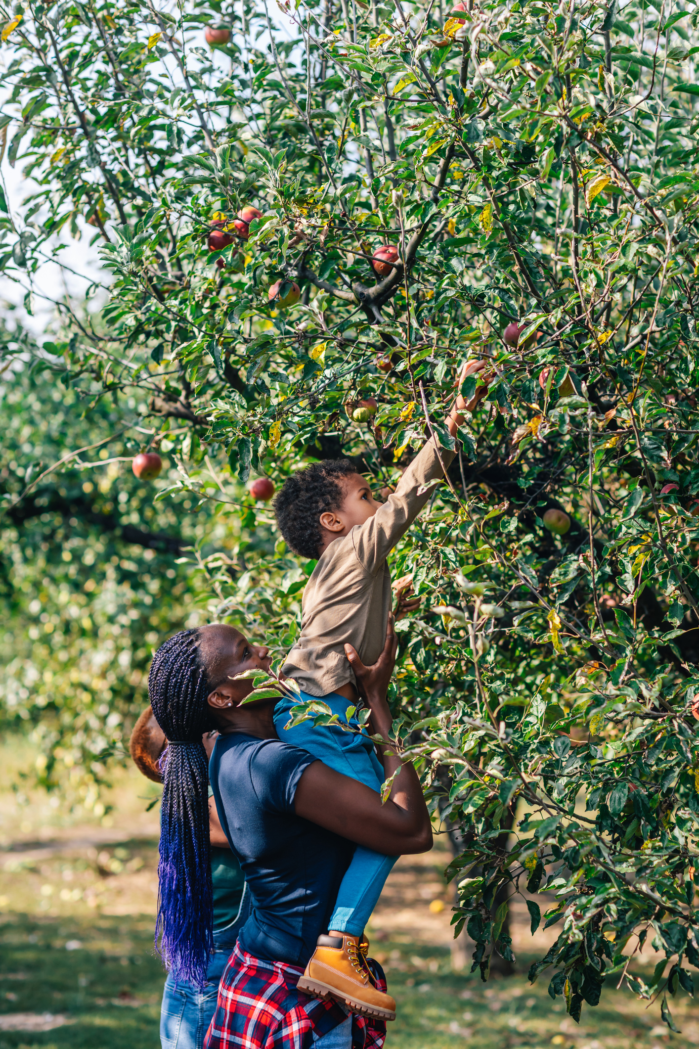 apple picking apple picking