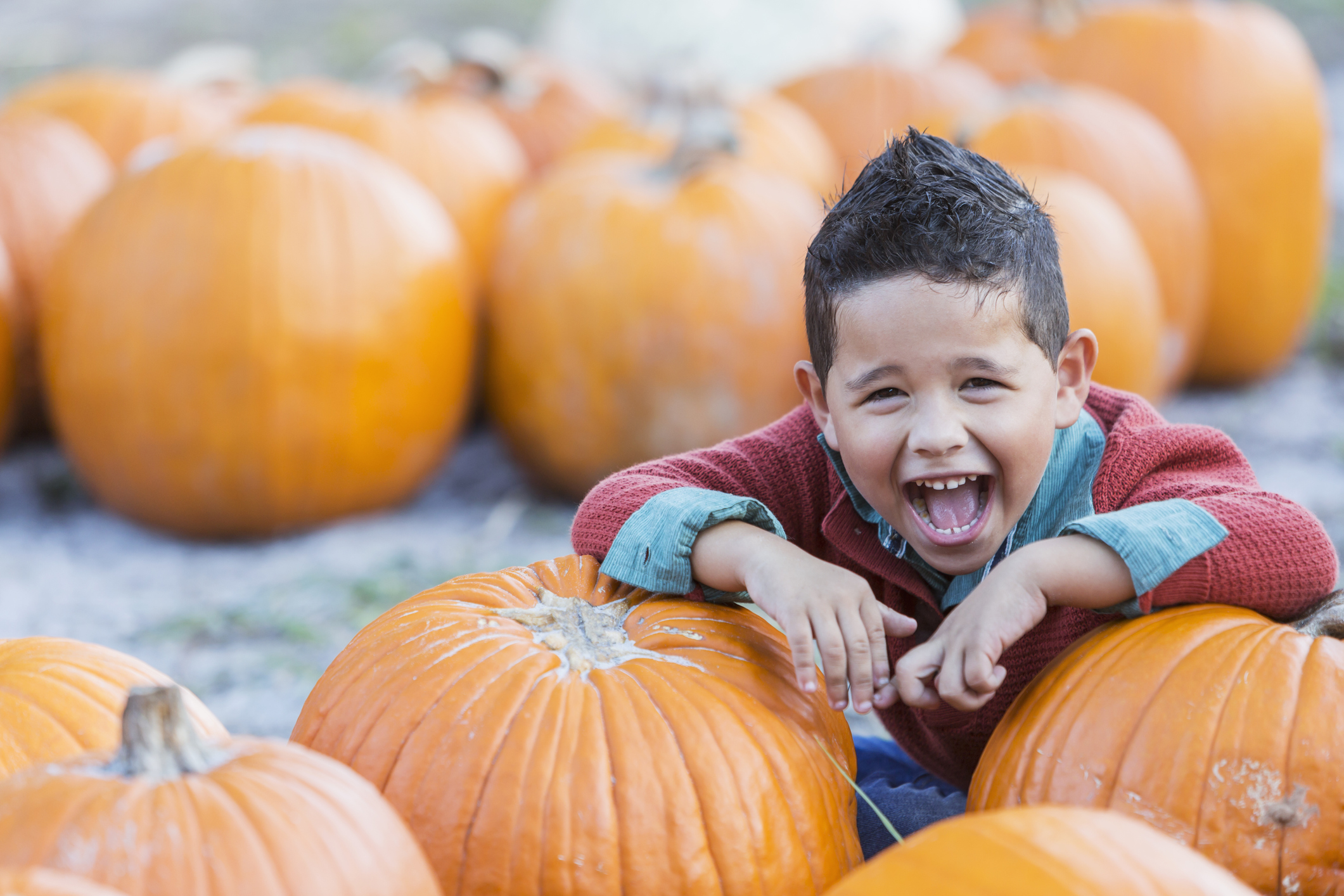 pumpkin patch pumpkin patch